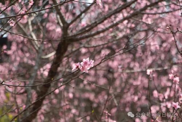 嘿！福建宁德福安市松罗乡花海已上线