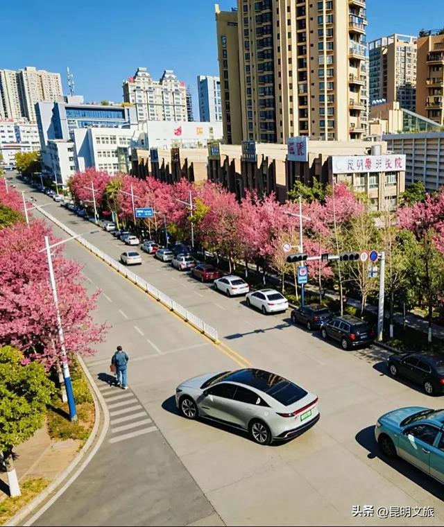 美炸！美炸！全国裹貂我赏樱！昆明最全冬樱赏花攻略来了，周末快冲~