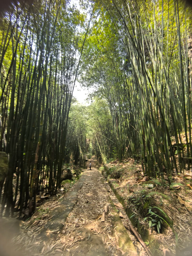 彭州法藏寺||斋饭、喝茶、书法、轻徒步，周末一日游超巴适