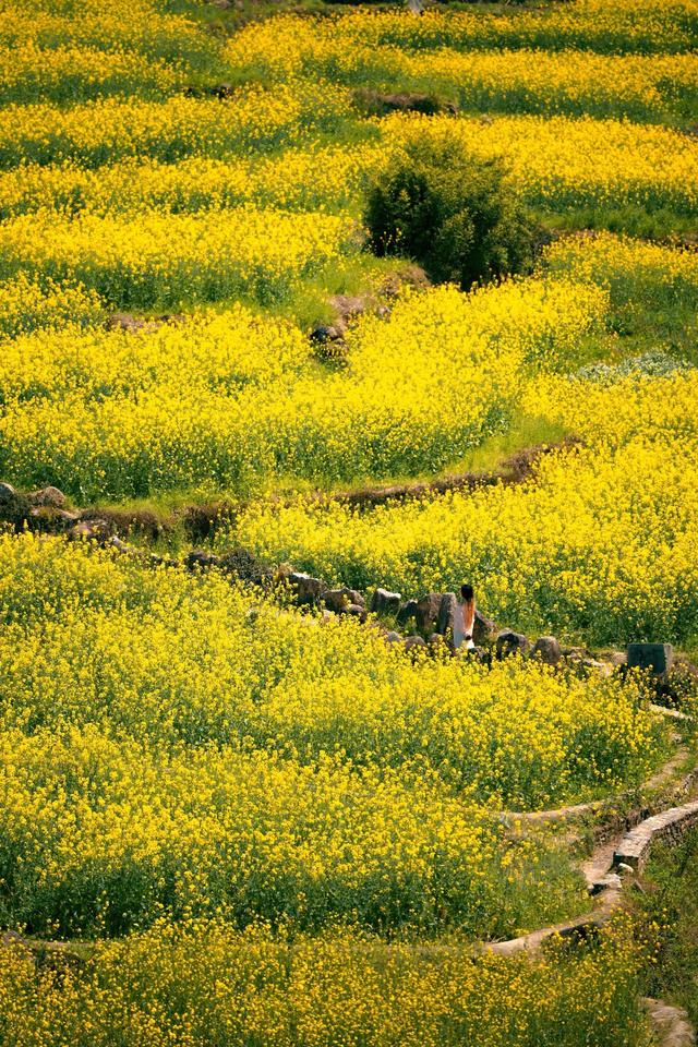 春假来婺源！看千亩油菜花，打卡最美乡村