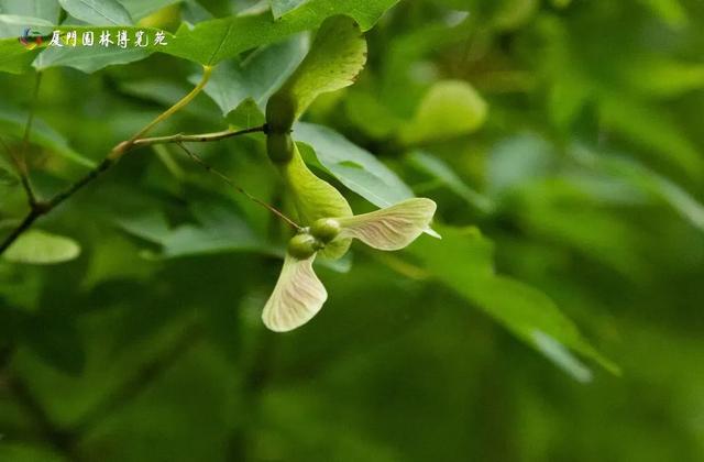 水帘飞泻、喷泉奏乐！厦门清凉“水上秘境”，周末走起→