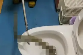 蛇真能从下水道游到马桶里？江苏女子如厕钻出长蛇，冲都冲不下去图片