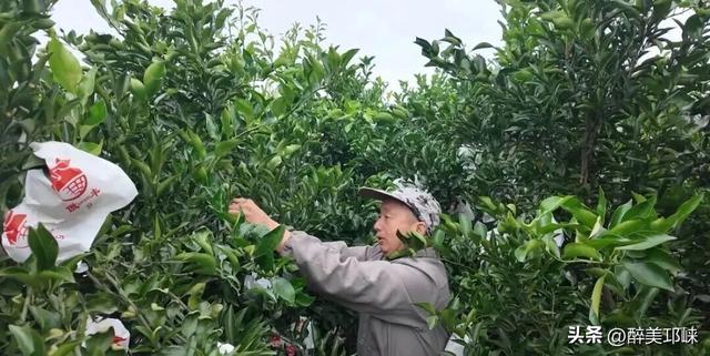 来邛崃桑园镇！赴一场“橙黄橘绿”的甜蜜邂逅