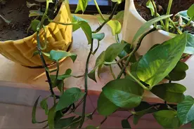 51岁更年期的我，去年停经，除了各种问题，光手指头都疼了两年啊图片