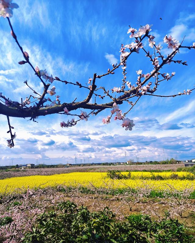 四川春季值得推荐的赏花路线