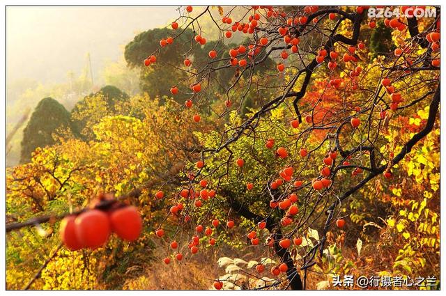 山东行游影记（193）—青州仰天山柿子沟（一）