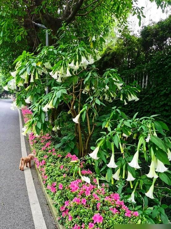 阴花不能进阳宅！这5种花“打死”也不养，家里若有？快挪走！