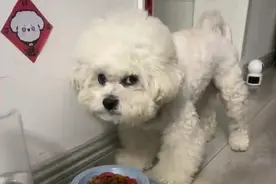 收养的流浪比熊不肯吃剩菜剩饭，工作忙没时间照顾养不了了。图片