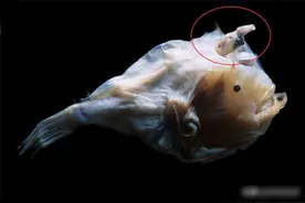 交尾时间最长的动物是哪个？非它莫属，交尾行为贯穿一生图片