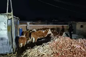 村民买牛起纠纷，民警来调解图片