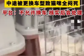 无语！男子约顺风车送16只猫，中途被换车型全闷死，损失四万图片