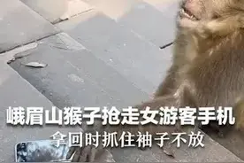 峨眉山猴子抢走女游客手机 拿回时抓住袖子不放 景区:别去抢回 可找工作人员处理图片