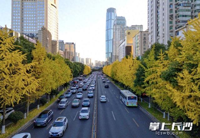 芙蓉路变身“金色大道”｜组图