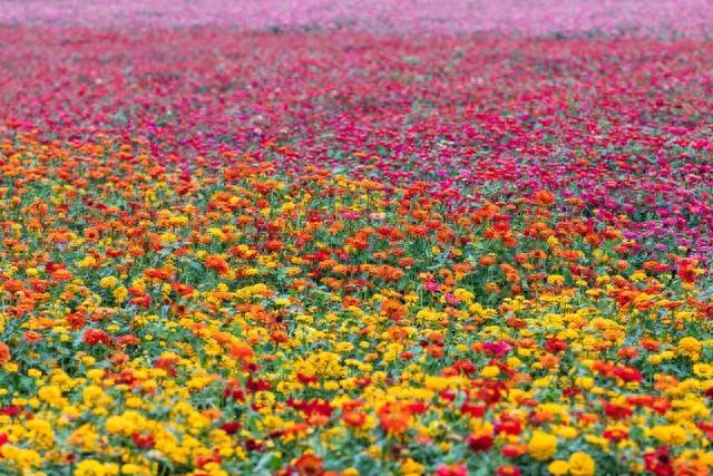 国内春日花海天花板：第1个美如画，第3个贵州小城竟藏着世界之最