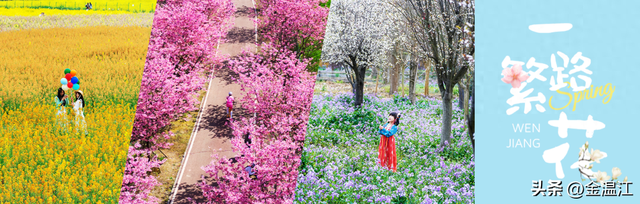 垂丝海棠正盛！温江春日的粉色滤镜开启～