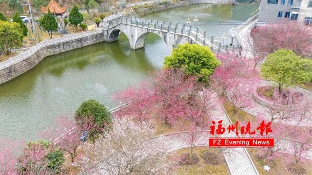 免费开放！福州梅洋，“梅”景如画