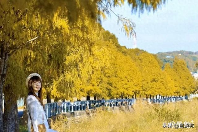 C型弯落羽松树海美拍秘境！8大取景模板3大景点顺游