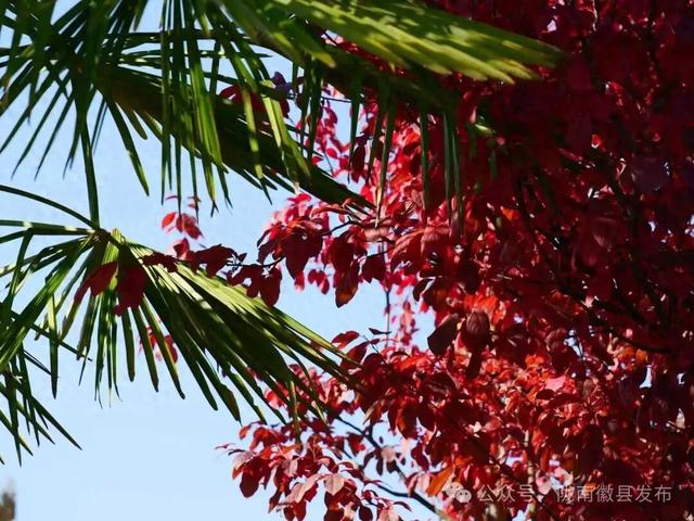 金徽大道披“彩妆” 徽县秋色正当时