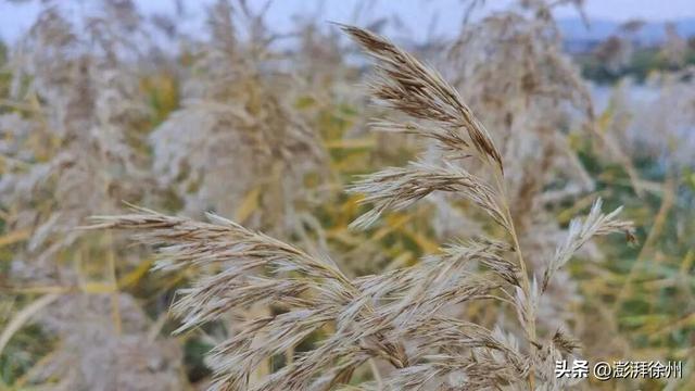 寻美薛城丨自然之美！初冬的芦苇花，蟠龙河畔一道亮丽的风景线！