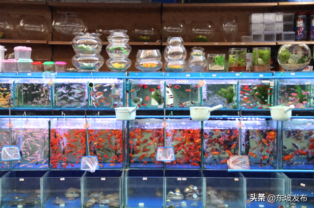 你好 东坡！| 花草街：晨光里的慢生活叙事
