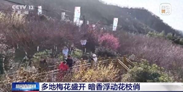 央视两天3次报道子午梅苑