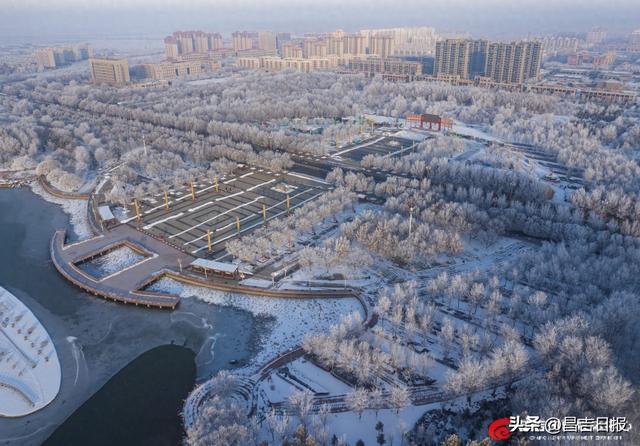 奇台雾凇上线！满城“银花”开，这是独属于昌吉的冬日浪漫