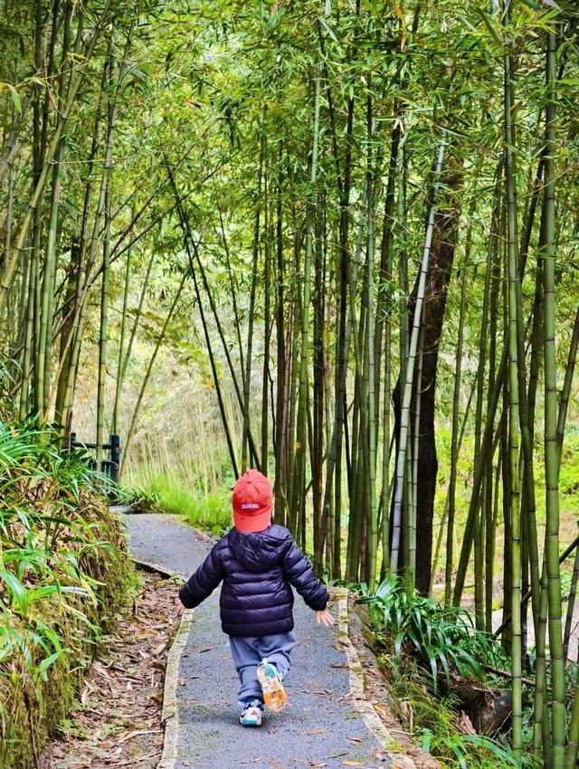 成都1h直达5000亩竹林，不费腿0门票，徒步挖笋玩水遛娃天花板！
