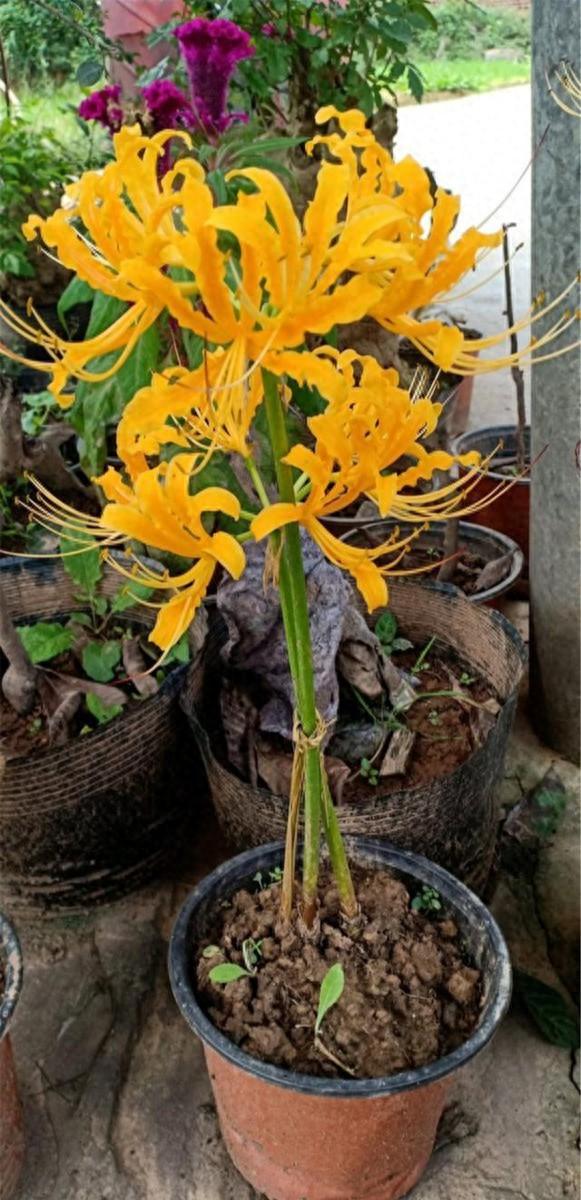 养彼岸花有什么禁忌吗（彼岸花观赏价值非常高的花卉）