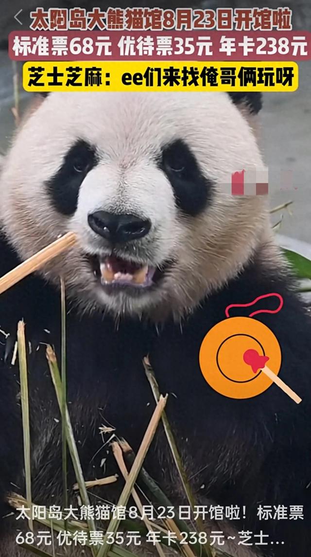 冰城萌宝驾到！哈尔滨太阳岛大熊猫馆明日盛大开馆