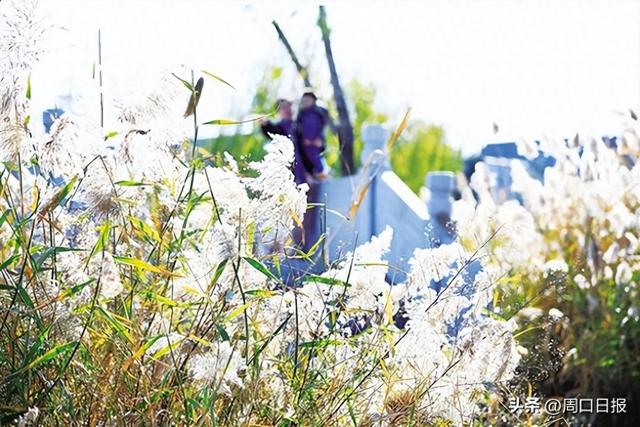 芦花如雪映龙湖