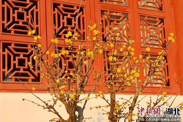 武汉东湖梅园将于1月1日开园