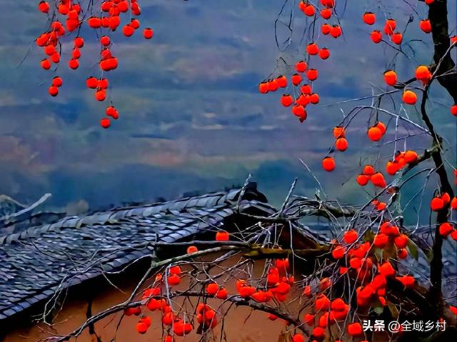 河南山村藏不住了！火红柿海+绝美秋景免费赏，随手拍都是大片！