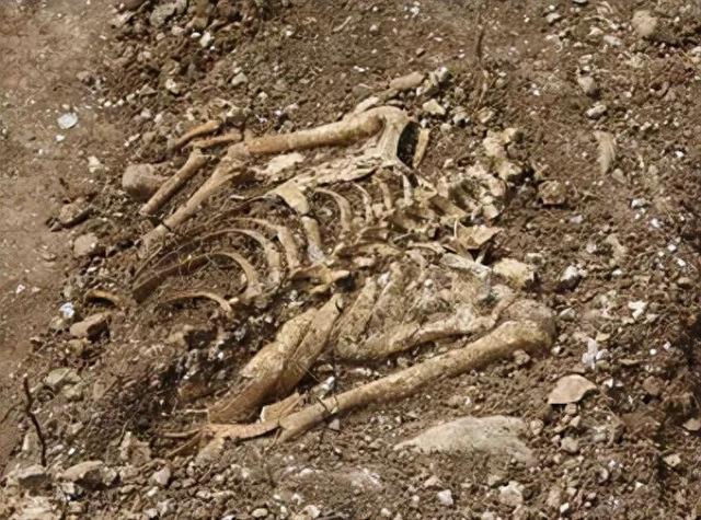 挖出了戴手铐的女遗骨，鉴定后确定，她便是中央苦苦寻找的人！