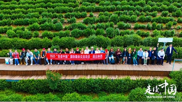 从茶马古道到跨越国界的茶香共鸣——外国记者探访紫阳富硒茶园