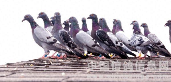 空中特工兑换码武器（信鸽如何训练后续）