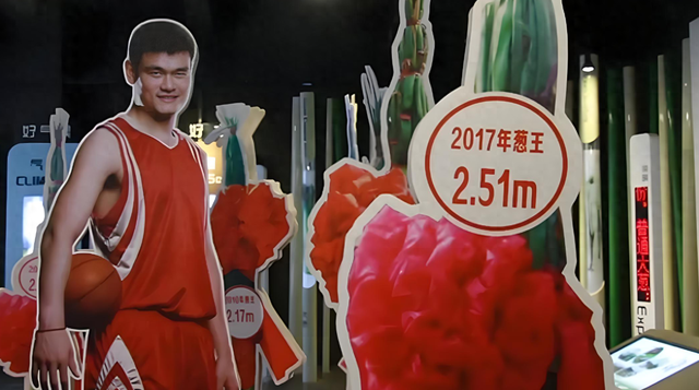 姚明不如山东葱高？东西到了山东为啥长都得这么高？天时地利人和