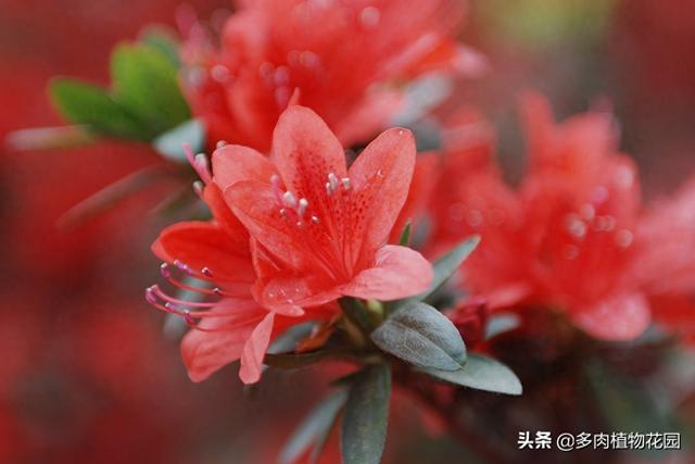 四季红山茶怎么养（让四季红山茶花繁叶茂很简单）
