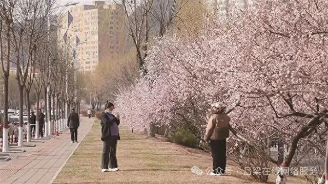 离石的“桃花长廊”，你们都来过吗？