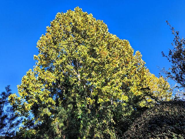 济南唐冶的深秋:碧空如玉、松柏叠翠、红枫似火、银杏镶金