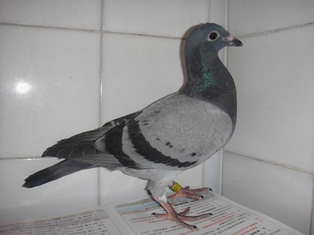 保姆鸽可以由一个一个保姆做吗（保姆鸽这样选择出来）