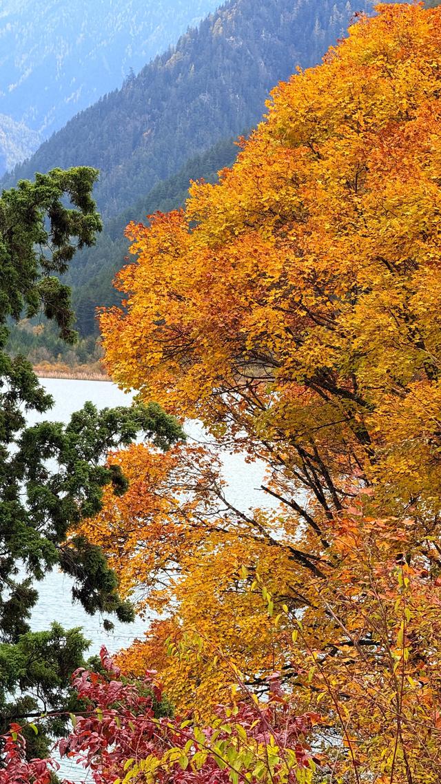 一日游暴走2.5w步，九寨沟遇见最美的秋天，色彩斑斓如童话世界！