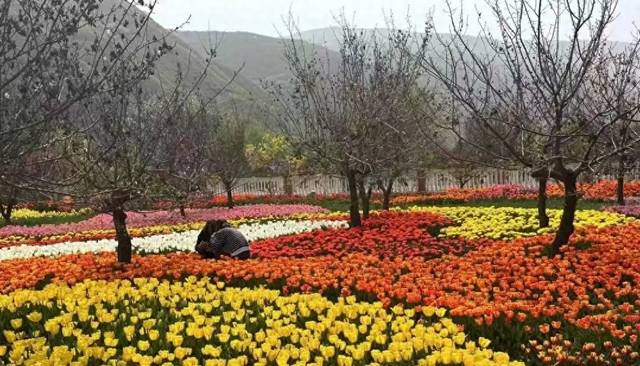 寒风里的“花事约定”！漳县贵清山植物园科学栽郁金香 筑牢春日文旅基底