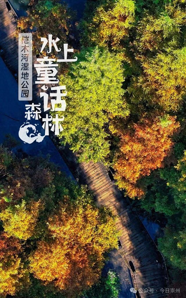 “杉杉”来了！崇州免门票小众宝藏秘境