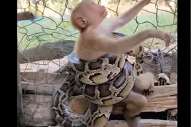 泼猴挑逗巨蟒，被巨蟒缠住哭天喊地图片