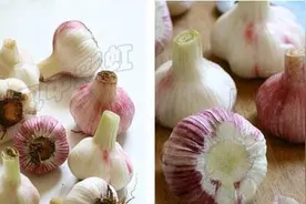 糖醋蒜腌制方法是什么？图片