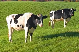 女友给男友送内裤代表什么意思？图片