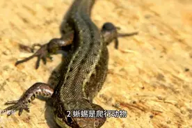 关于蜥蜴的十个冷知识，你知道多少？图片