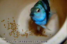 迷你鹦鹉鱼产卵几天就白卵了是怎么回事？怎么解决呢？一定...图片