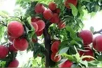 桃树年年结的桃子都生虫，怎么防治？图片