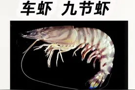 用科学，把“虾类的顶流“花虾、基围虾、车虾、九节虾吃明白视频封面